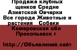 Продажа клубных щенков Средне Азиатской Овчарки - Все города Животные и растения » Собаки   . Кемеровская обл.,Прокопьевск г.